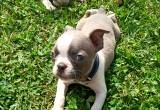 rare blue boston terrier pups w papers