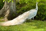 Mature Silver Pied Peacock ~ Long Tail