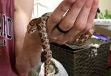 baby cornsnake and enclosure