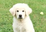 FREE Great Pyrenees Puppy