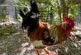 free roosters - year old