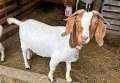 8 female boer goats