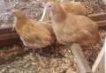 pullets