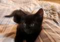 Bombay (black kittens)